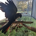 Wheatbelt Samueli RTB Hen