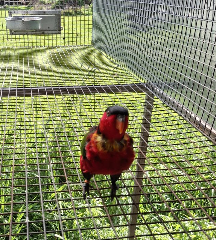 Yellow Bib Lory Proven Male