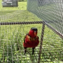 Yellow Bib Lory Proven Male