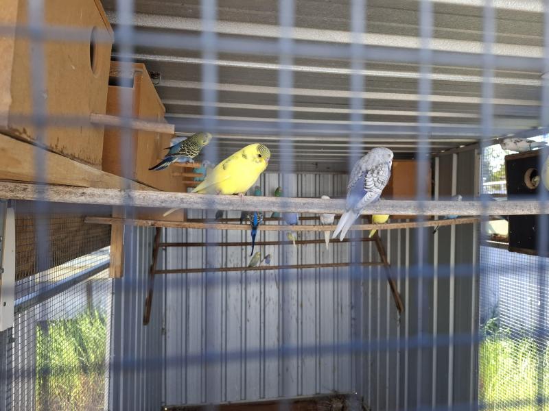 Peach face and budgies