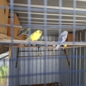 Peach face and budgies
