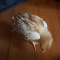 Chicks for sale