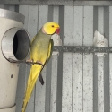 Ringneck mutation babies for hand raising top quality and color