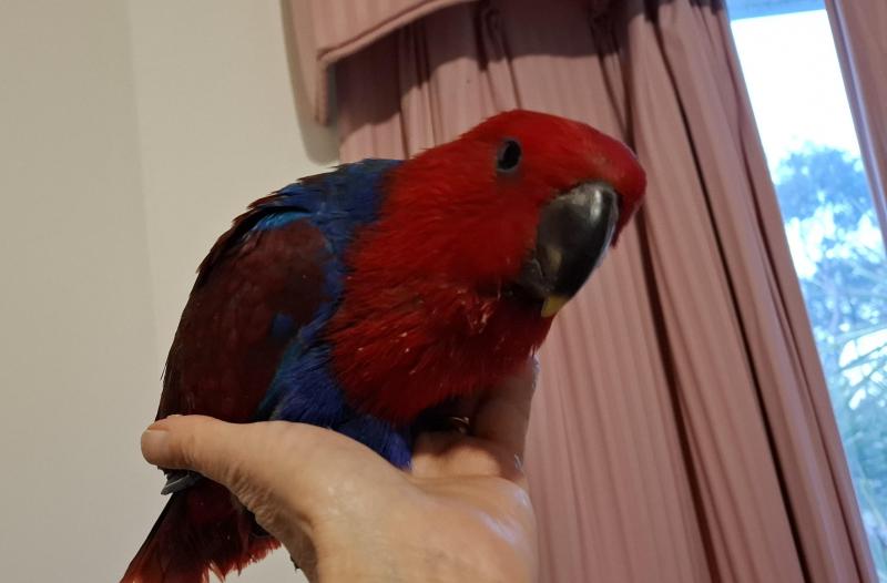 Eclectus hand raised