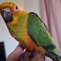 Sun conures  hand raised