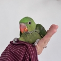 2 x handraised alexandrines