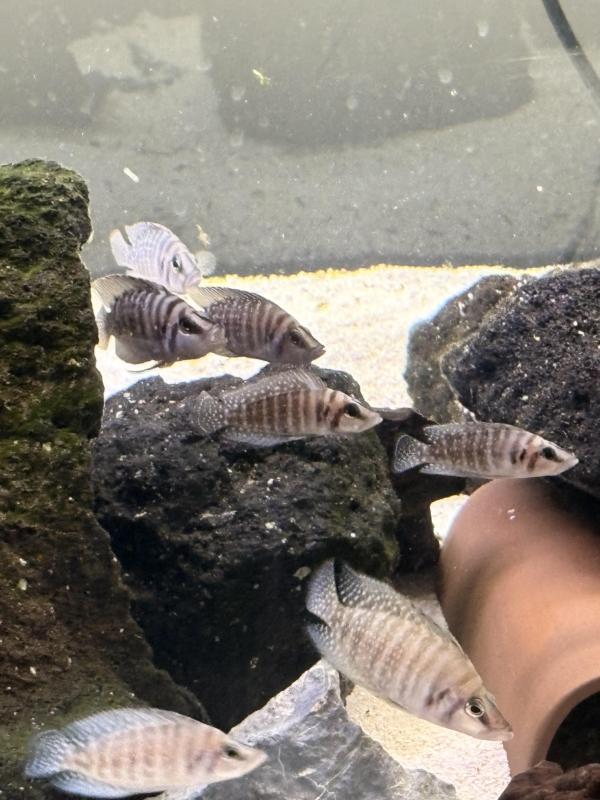 Black calvus