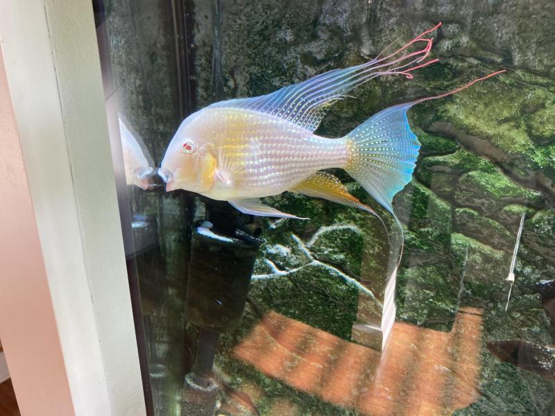 Albino Heckilii