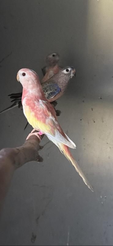 Bourkes parrots mutations