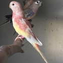 Bourkes parrots mutations