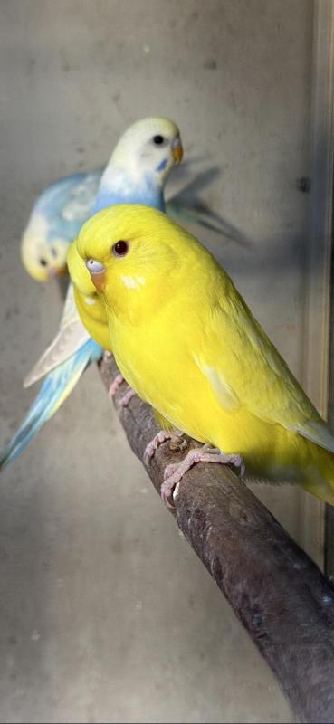 Budgies Rainbow and Lutino