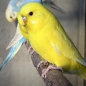 Budgies Rainbow and Lutino