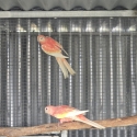 Lorikeets ,bourkes
