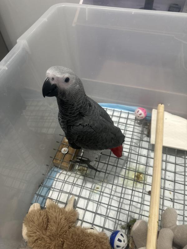 African Grey baby - Male