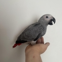 Hand raised African greys