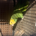 Need  birds gone