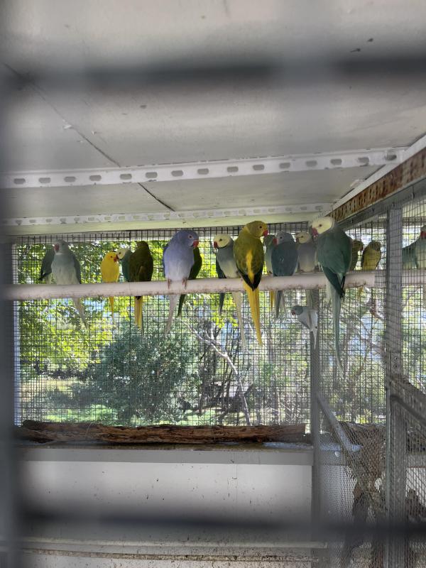 Stunning 2026 rung Indian Ringneck Parrots