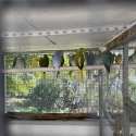 Stunning 2026 rung Indian Ringneck Parrots