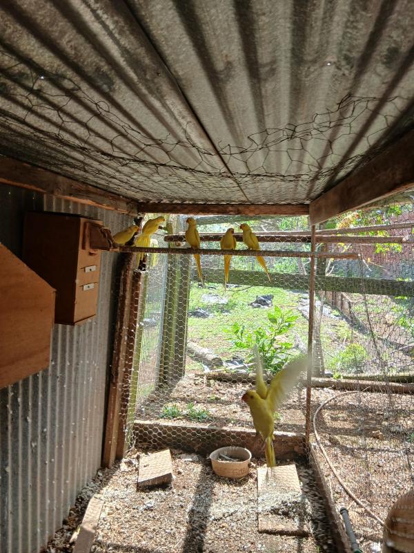Breeding pairs lutino ringneck