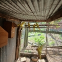 Breeding pairs lutino ringneck