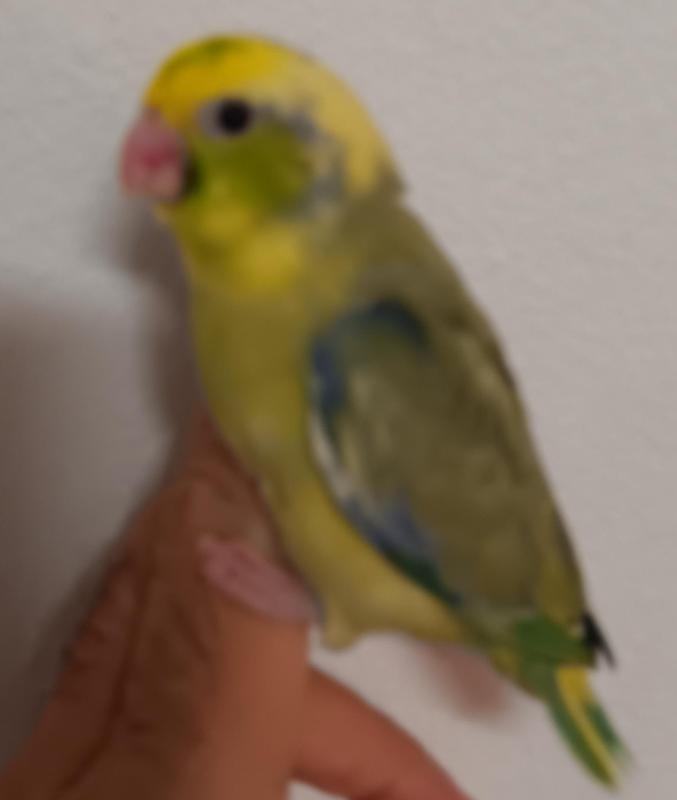 Baby parrotlet hand raised 9 weeks old.