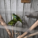 Young Pair of Blue Front Amazons