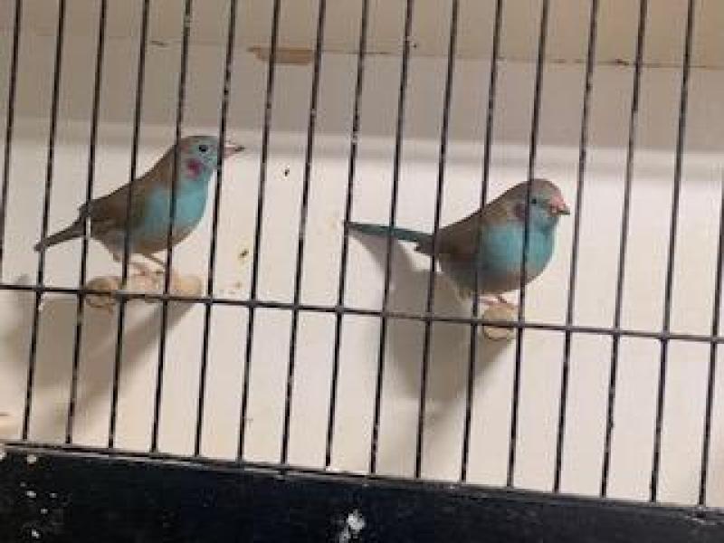 FINCHES, FINCHES , FINCHES