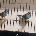 FINCHES, FINCHES , FINCHES