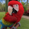 Green Wing Macaw