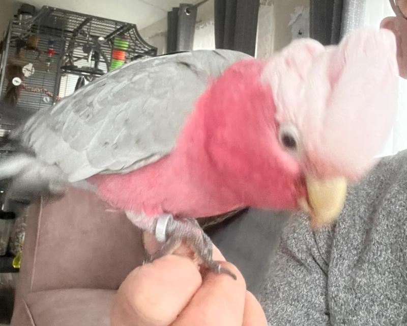 Galah - talking male - approx. 12 mo