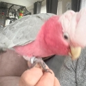Galah - talking male - approx. 12 mo
