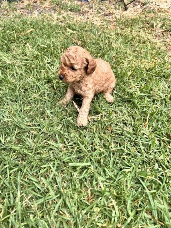 Fb1 Cavoodle