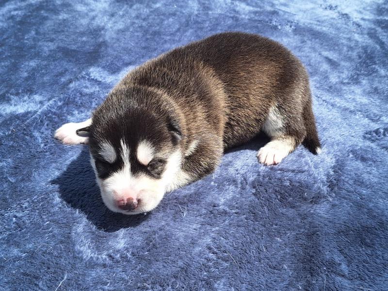 Siberian Husky Puppies