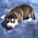 Siberian Husky Puppies