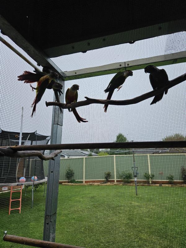 Conures all avairy birds