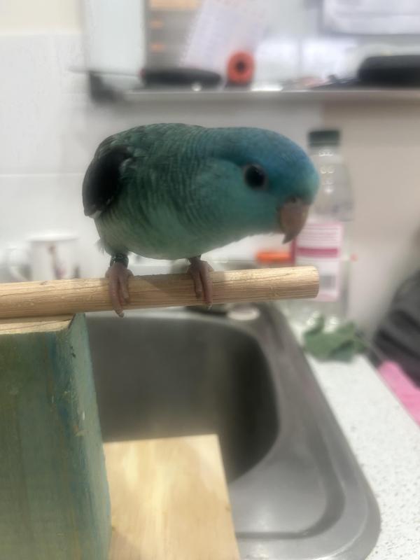 Hand Raised Linnies