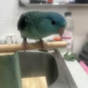 Hand Raised Linnies
