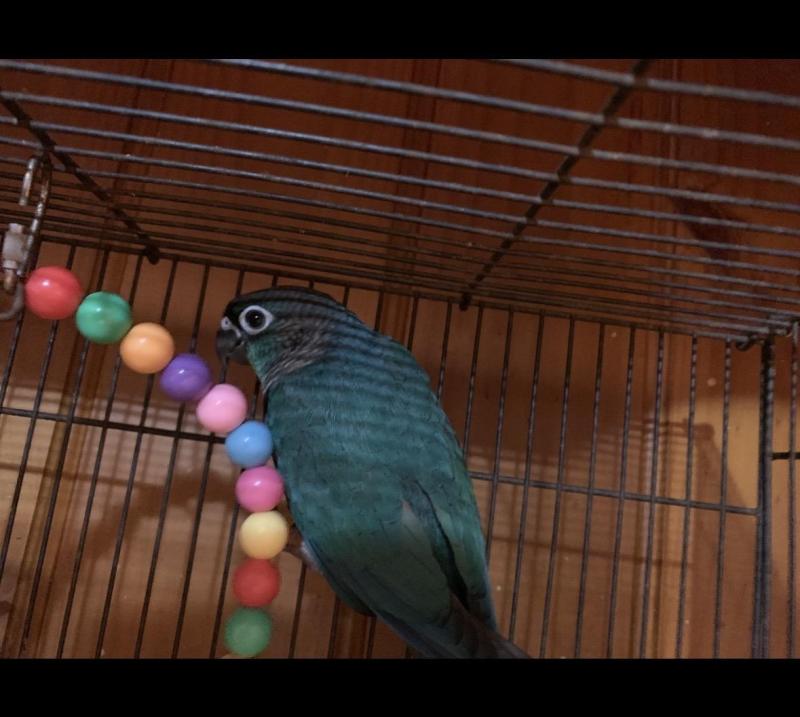 Violet x turquoise green cheek conures