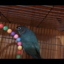 Violet x turquoise green cheek conures