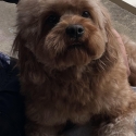 Toy Cavoodle male