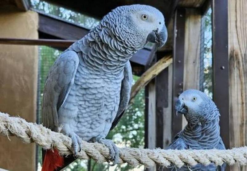 BREEDING PAIRS OF AFRICAN GREYS, MACAWS, ELECTUS, AND THEIR BABIES