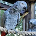 BREEDING PAIRS OF AFRICAN GREYS, MACAWS, ELECTUS, AND THEIR BABIES