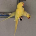 Ringneck pair