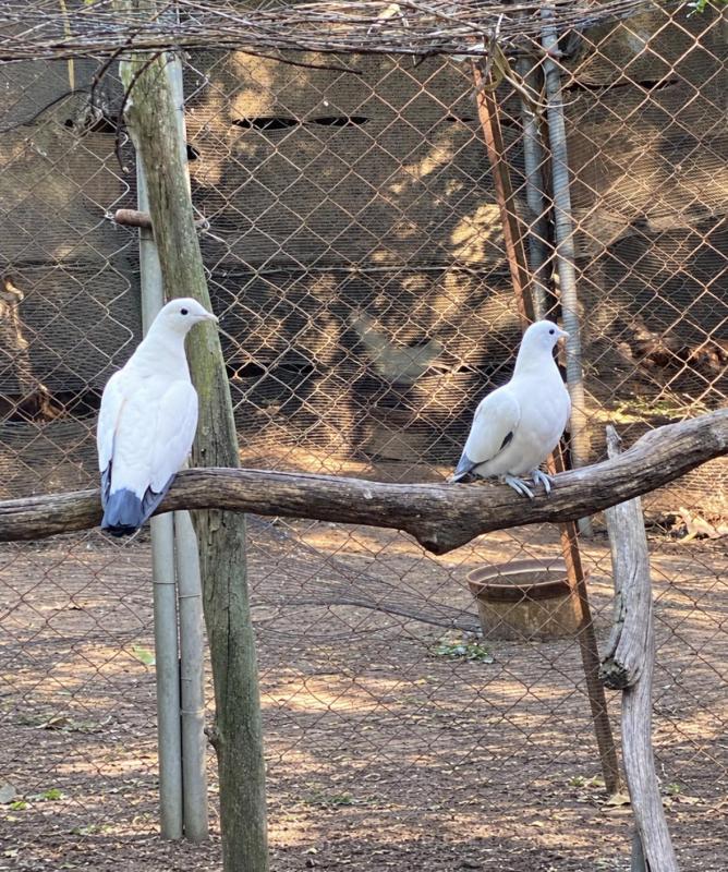 Imperial Pigeons pair