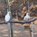 Imperial Pigeons pair