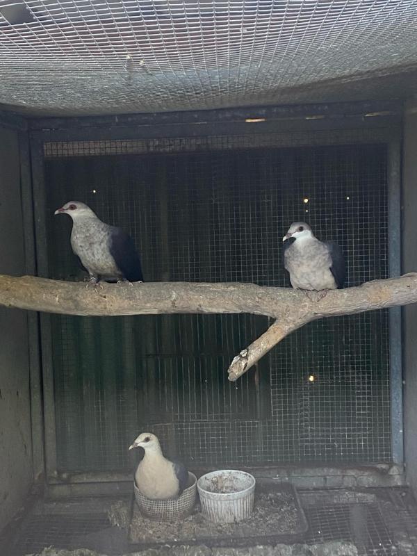 White Headed Pigeons
