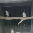 White Headed Pigeons