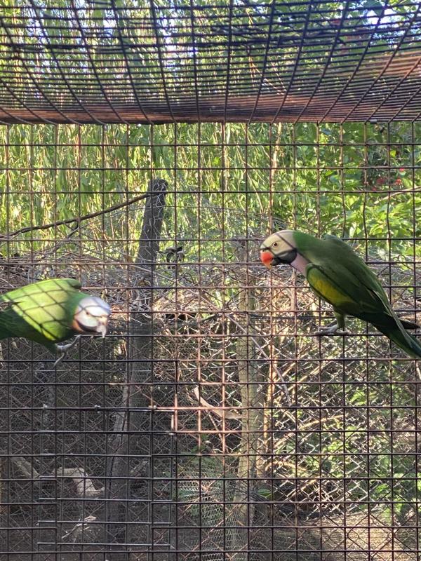 Moustache Breeding pair