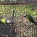 Moustache Breeding pair