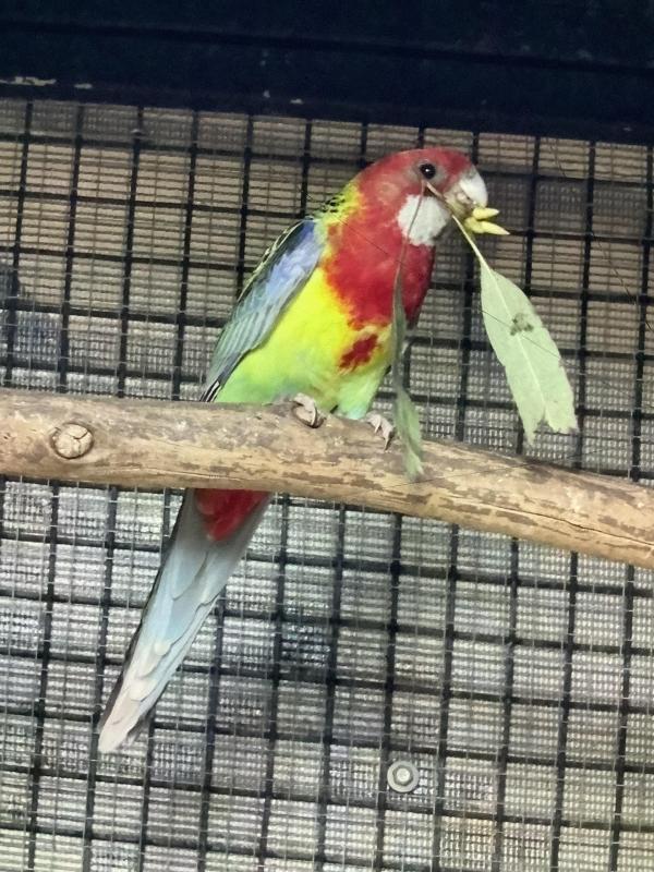 Eastern rosella